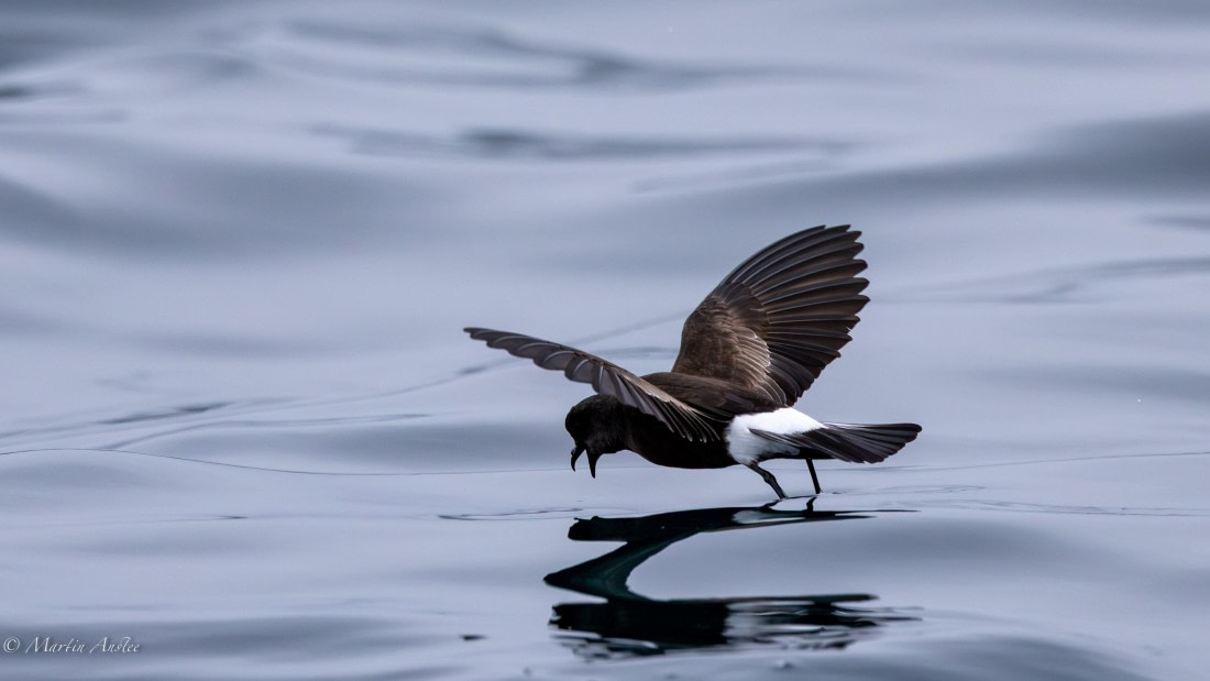 PLA28-26, Day 5, 0Q9A7947 © Martin Anstee - Oceanwide Expeditions.jpg