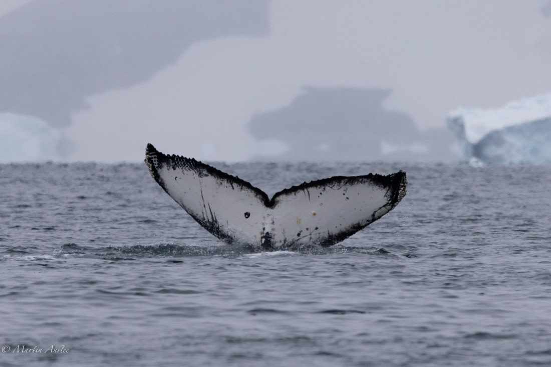 PLA28-26, Day 5, 0Q9A7957 © Martin Anstee - Oceanwide Expeditions.jpg