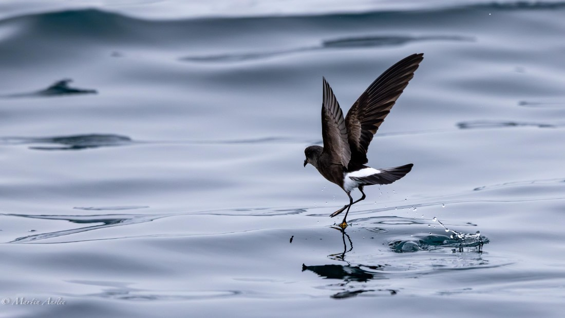 PLA28-26, Day 5, 0Q9A7950 © Martin Anstee - Oceanwide Expeditions.jpg