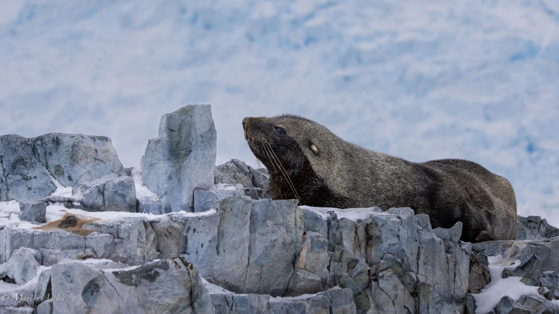 PLA28-26, Day 5, 0Q9A7969 © Martin Anstee - Oceanwide Expeditions.jpg