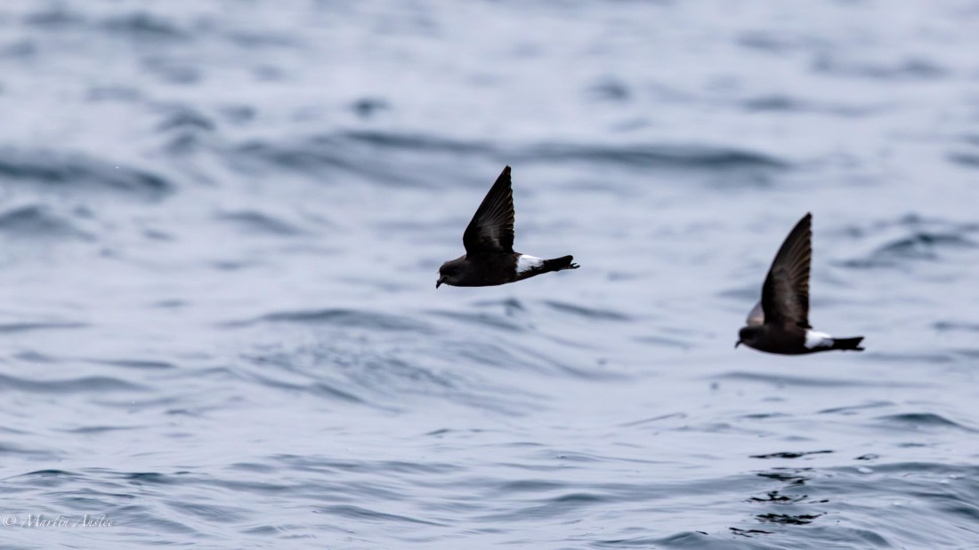 PLA28-26, Day 5, 0Q9A7963 © Martin Anstee - Oceanwide Expeditions.jpg