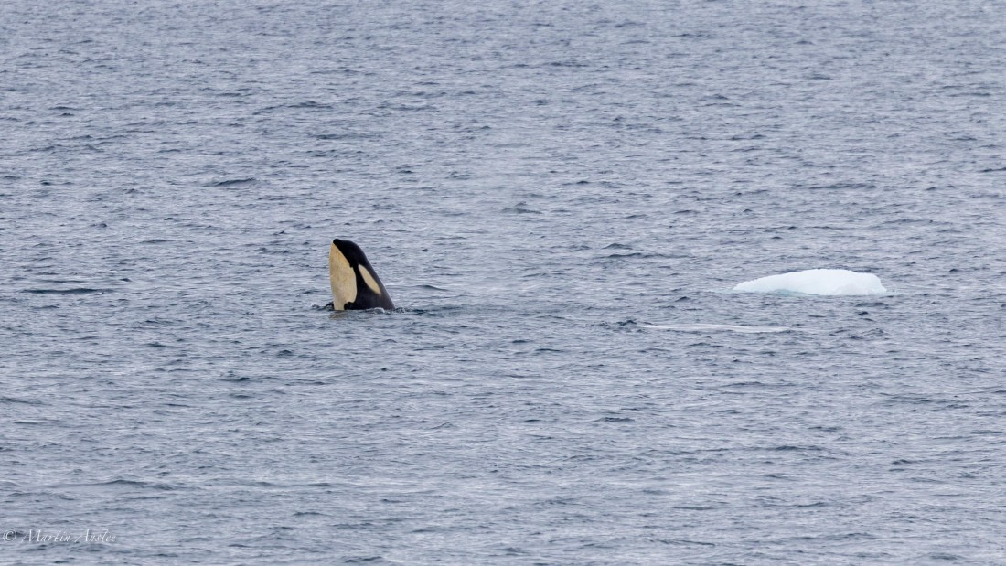 PLA28-26, Day 5, 0Q9A8015 © Martin Anstee - Oceanwide Expeditions.jpg