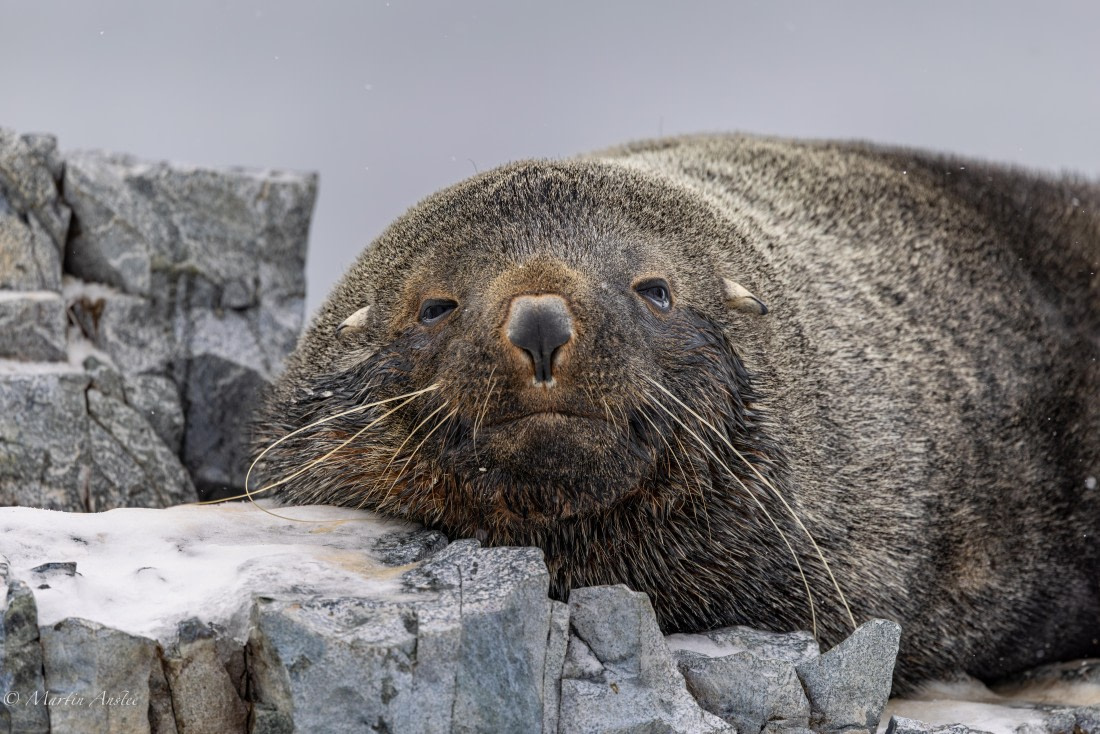 PLA28-26, Day 5, 0Q9A7984 © Martin Anstee - Oceanwide Expeditions.jpg