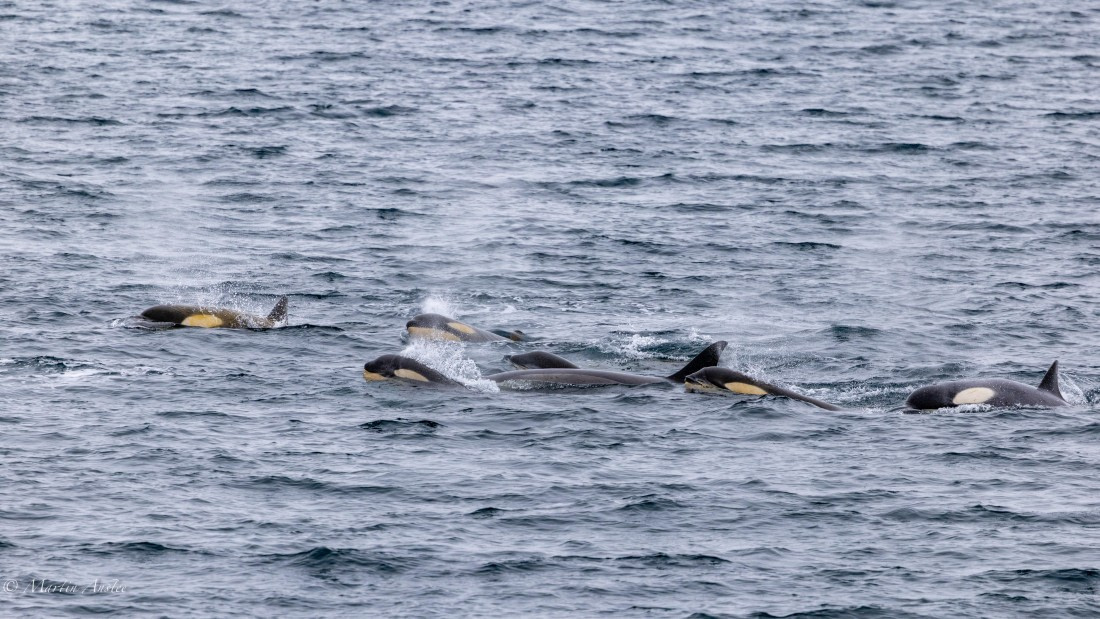 PLA28-26, Day 5, 0Q9A8024 © Martin Anstee - Oceanwide Expeditions.jpg