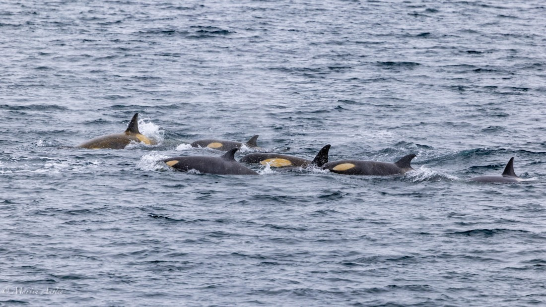 PLA28-26, Day 5, 0Q9A8025 © Martin Anstee - Oceanwide Expeditions.jpg