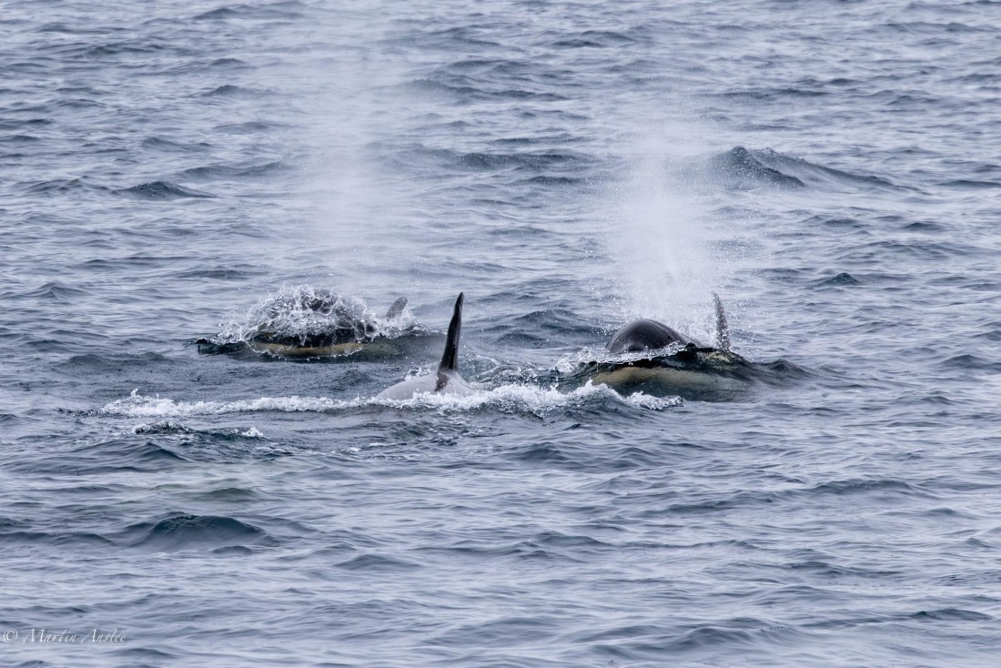 PLA28-26, Day 5, 0Q9A8053 © Martin Anstee - Oceanwide Expeditions.jpg