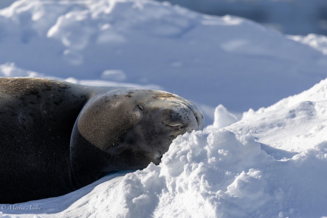 PLA28-26, Day 5, 0Q9A8259 © Martin Anstee - Oceanwide Expeditions.jpg