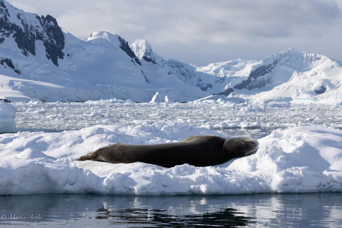 PLA28-26, Day 5, 0Q9A8271 © Martin Anstee - Oceanwide Expeditions.jpg