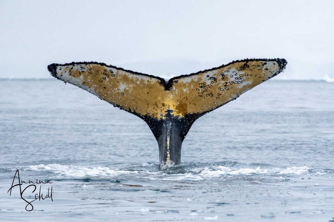 PLA28-26, Day 5, DSC06754 © Annina Scholl - Oceanwide Expeditions.jpg