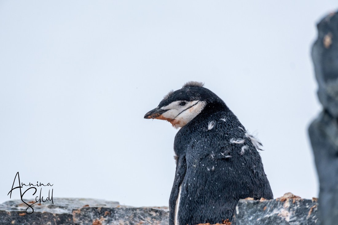 PLA28-26, Day 5, DSC06782 © Annina Scholl - Oceanwide Expeditions.jpg