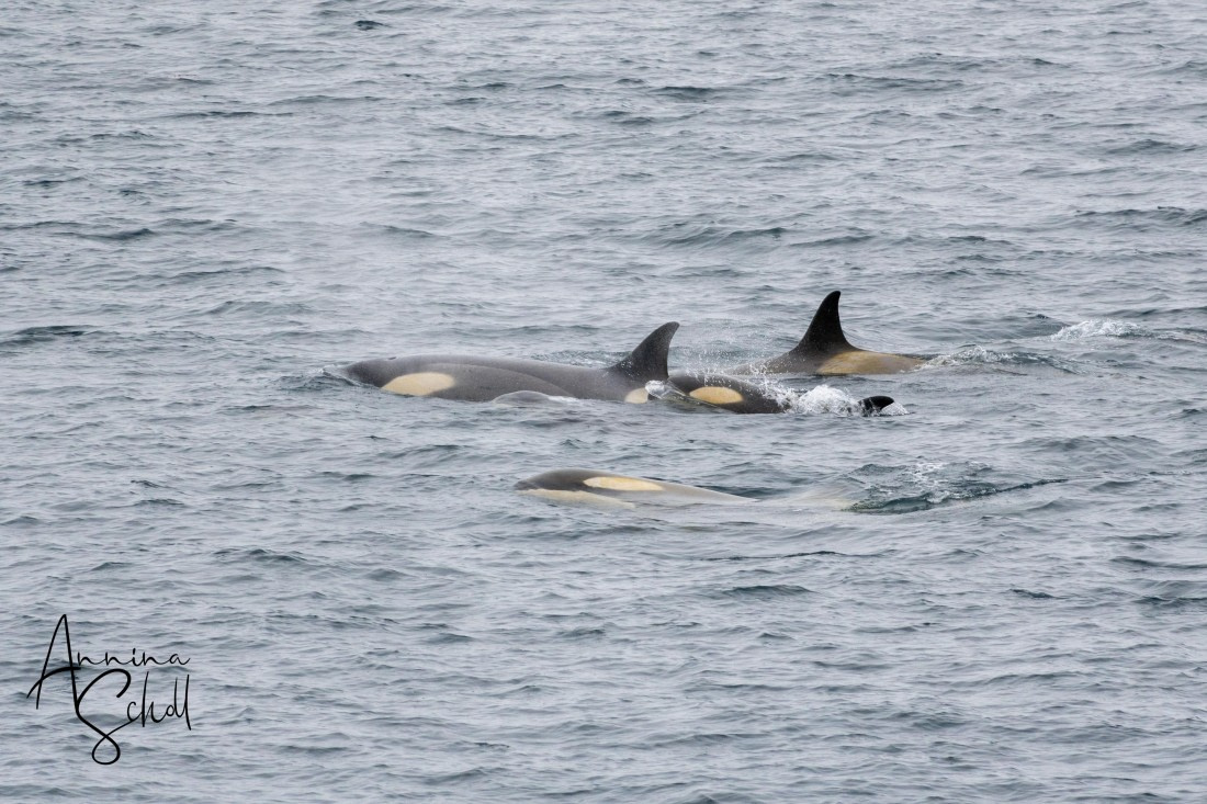 PLA28-26, Day 5, DSC06954 © Annina Scholl - Oceanwide Expeditions.jpg
