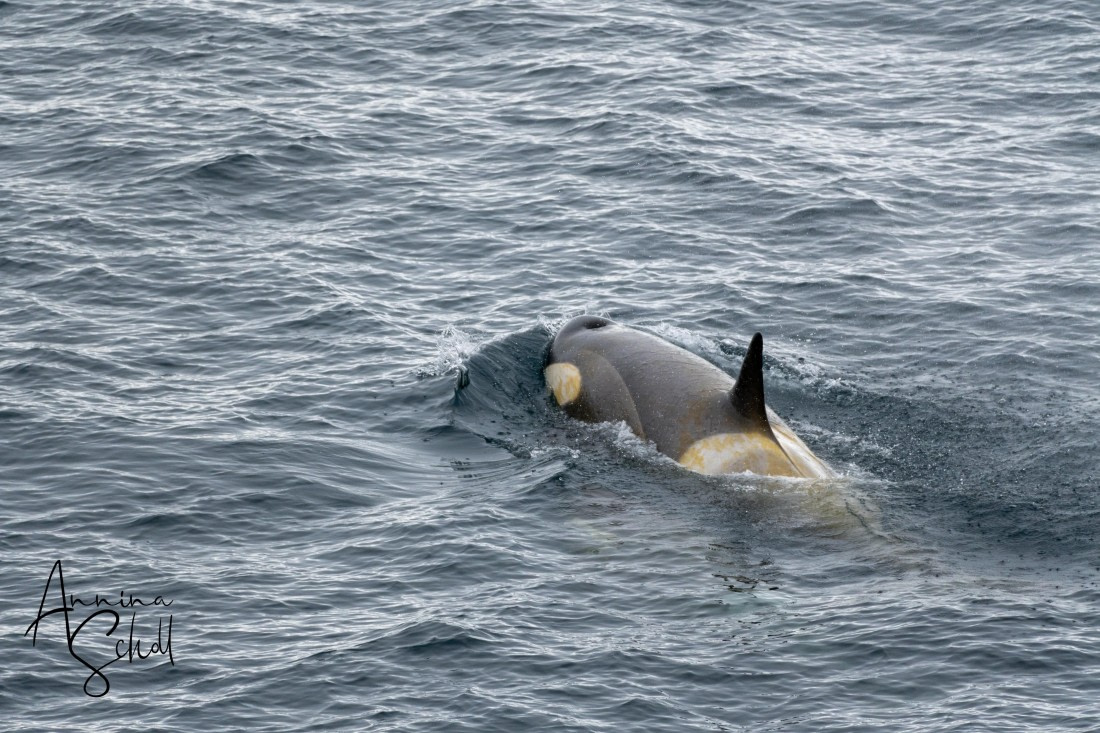 PLA28-26, Day 5, DSC07030 © Annina Scholl - Oceanwide Expeditions.jpg