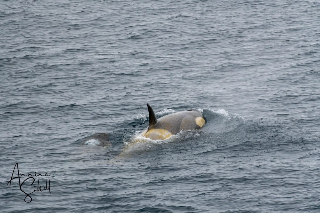 PLA28-26, Day 5, DSC07047 © Annina Scholl - Oceanwide Expeditions.jpg