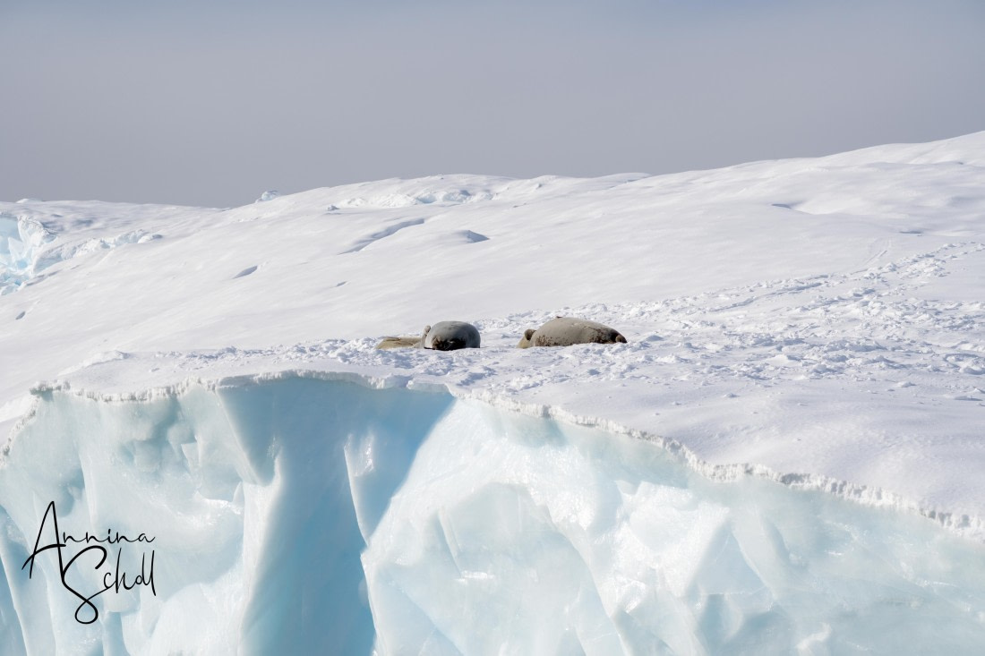 PLA28-26, Day 5, DSC07083 © Annina Scholl - Oceanwide Expeditions.jpg