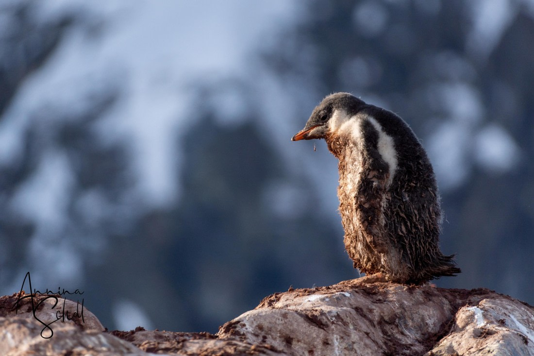 PLA28-26, Day 5, DSC07089 © Annina Scholl - Oceanwide Expeditions.jpg