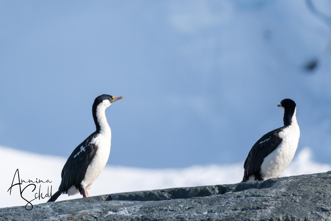PLA28-26, Day 5, DSC07117 © Annina Scholl - Oceanwide Expeditions.jpg
