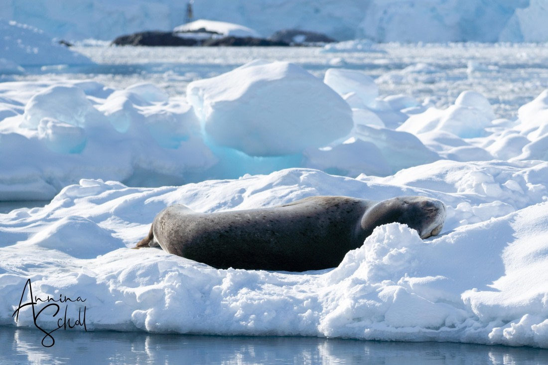 PLA28-26, Day 5, DSC07125 © Annina Scholl - Oceanwide Expeditions.jpg