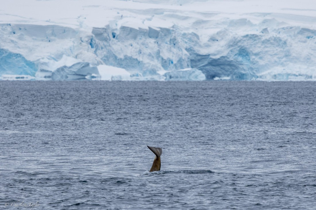 PLA28-26, Day 5, FZ1A8542 © Charlotte Taplin - Oceanwide Expeditions.jpg