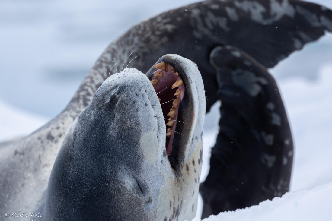 PLA28-26, Day 5, FZ1A8664 © Charlotte Taplin - Oceanwide Expeditions.jpg