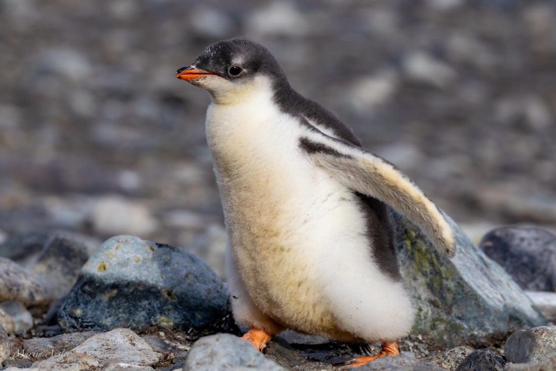 PLA28-26, Day 6, 0Q9A8294 © Martin Anstee - Oceanwide Expeditions.jpg