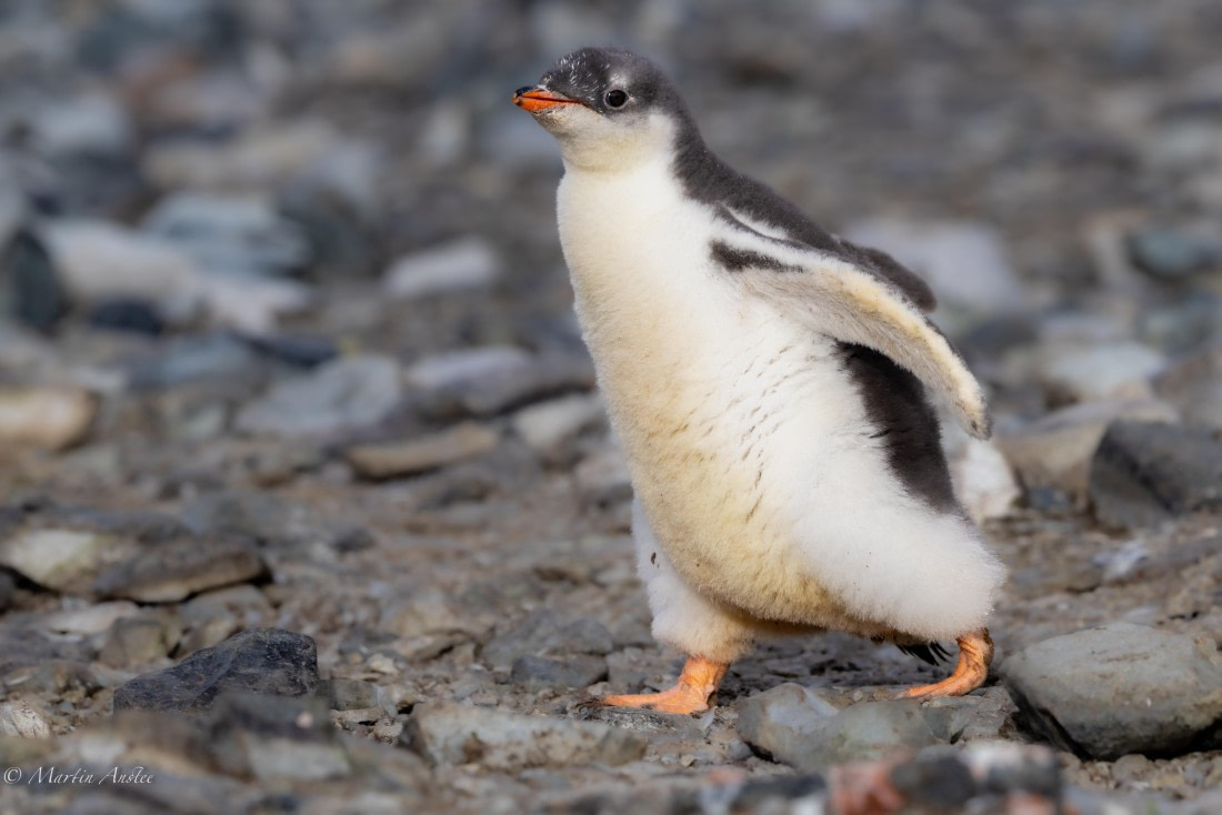 PLA28-26, Day 6, 0Q9A8295 © Martin Anstee - Oceanwide Expeditions.jpg