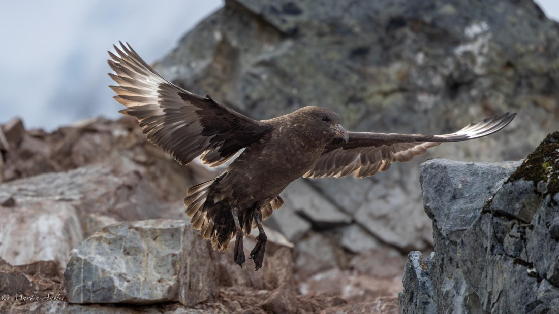 PLA28-26, Day 6, 0Q9A8305 © Martin Anstee - Oceanwide Expeditions.jpg