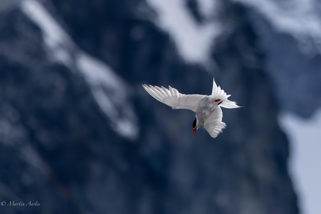 PLA28-26, Day 6, 0Q9A8317 © Martin Anstee - Oceanwide Expeditions.jpg