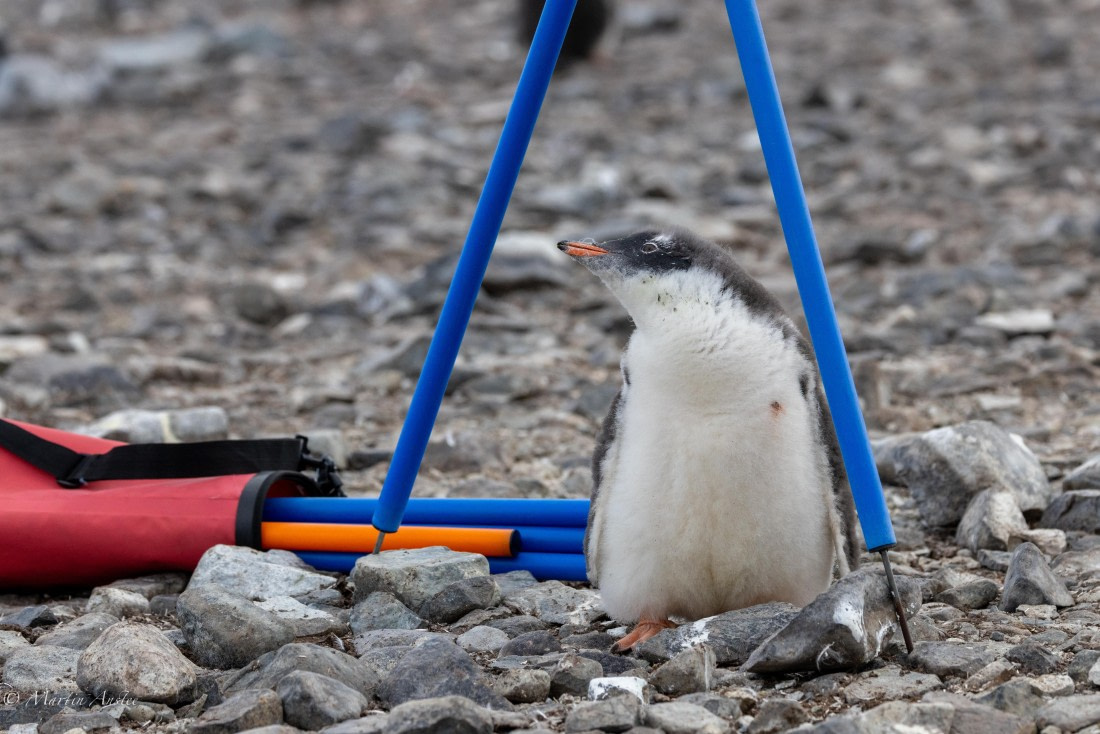 PLA28-26, Day 6, 0Q9A8383 © Martin Anstee - Oceanwide Expeditions.jpg