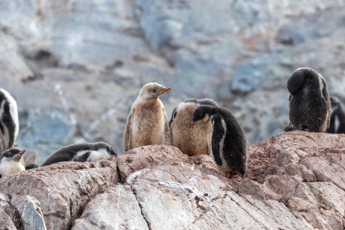 PLA28-26, Day 6, 0Q9A8417 © Martin Anstee - Oceanwide Expeditions.jpg