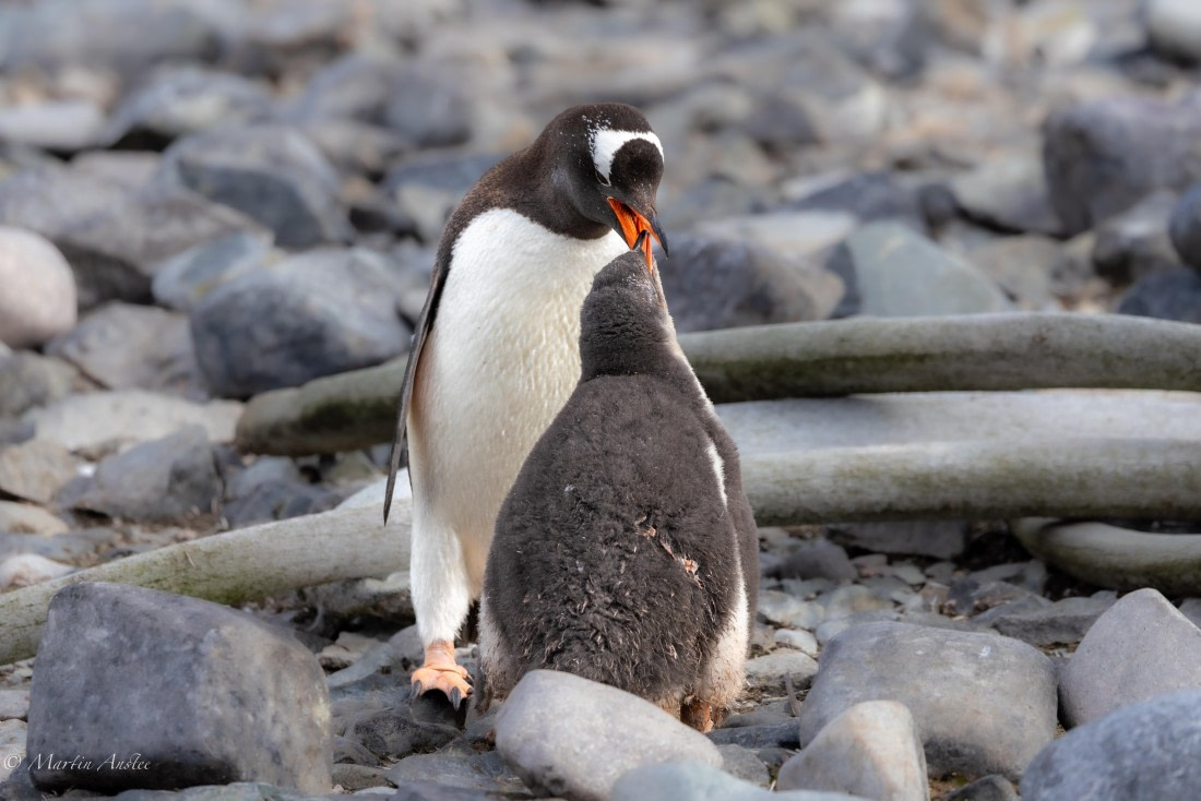 PLA28-26, Day 6, 0Q9A8435 © Martin Anstee - Oceanwide Expeditions.jpg