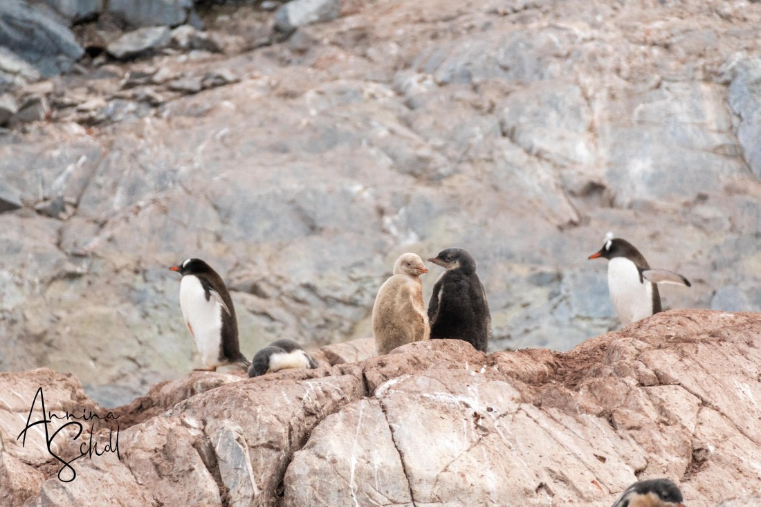 PLA28-26, Day 6, DSC07186 © Annina Scholl - Oceanwide Expeditions.jpg