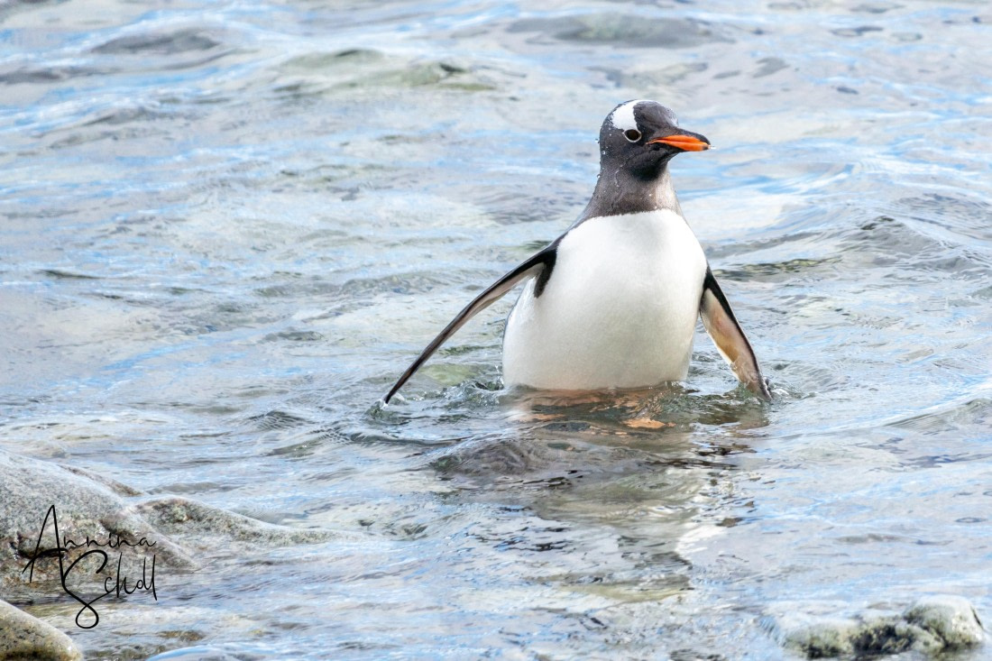 PLA28-26, Day 6, DSC07229 © Annina Scholl - Oceanwide Expeditions.jpg