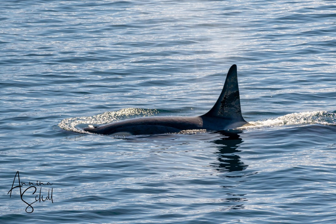 PLA28-26, Day 6, DSC07398 © Annina Scholl - Oceanwide Expeditions.jpg