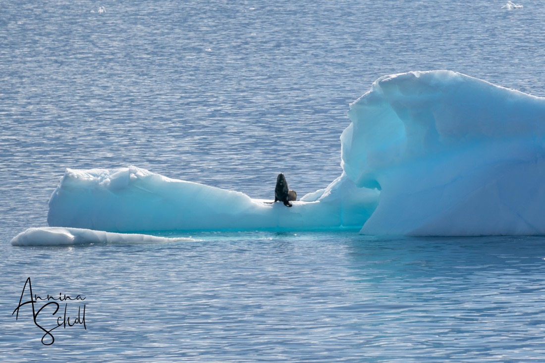PLA28-26, Day 6, DSC07482 © Annina Scholl - Oceanwide Expeditions.jpg
