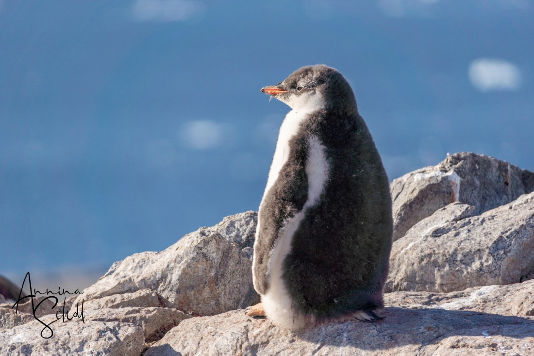 PLA28-26, Day 6, DSC07514 © Annina Scholl - Oceanwide Expeditions.jpg