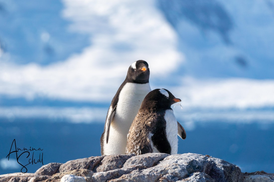 PLA28-26, Day 6, DSC07522 © Annina Scholl - Oceanwide Expeditions.jpg