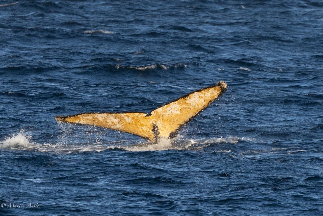PLA28-26, Day 7, 0Q9A8483 © Martin Anstee - Oceanwide Expeditions.jpg
