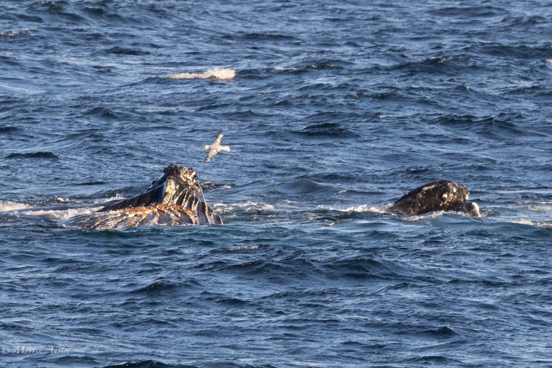 PLA28-26, Day 7, 0Q9A8606 © Martin Anstee - Oceanwide Expeditions.jpg