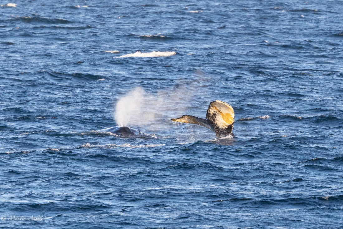 PLA28-26, Day 7, 0Q9A8548 © Martin Anstee - Oceanwide Expeditions.jpg