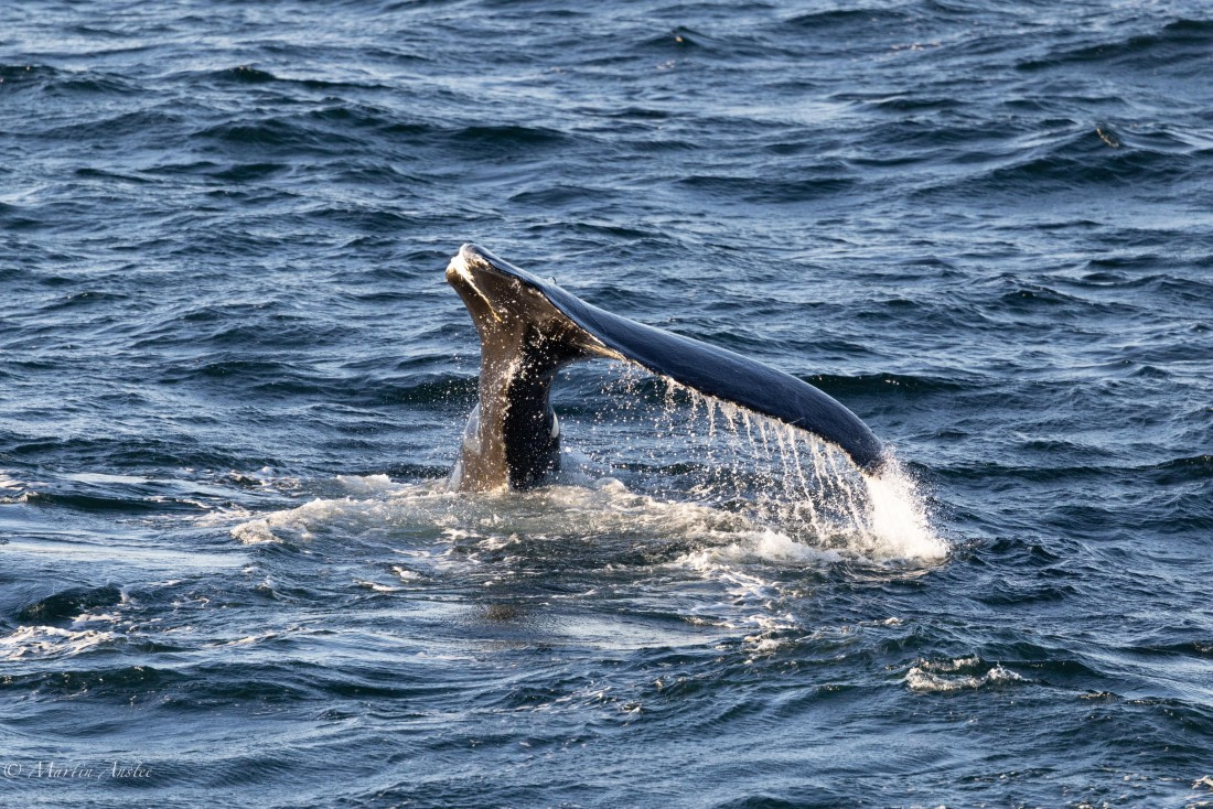 PLA28-26, Day 7, 0Q9A8688 © Martin Anstee - Oceanwide Expeditions.jpg