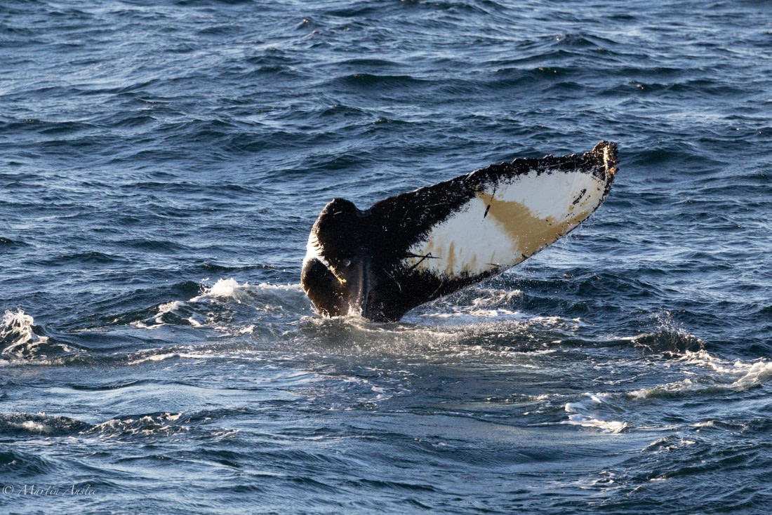 PLA28-26, Day 7, 0Q9A8711 © Martin Anstee - Oceanwide Expeditions.jpg