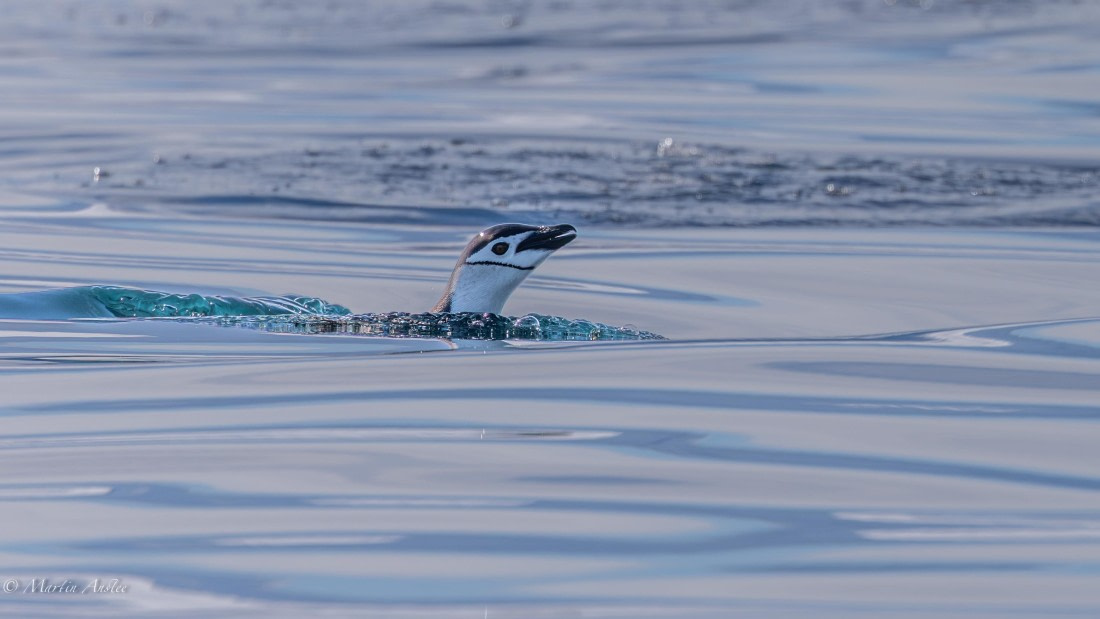 PLA28-26, Day 7, 0Q9A8745 © Martin Anstee - Oceanwide Expeditions.jpg