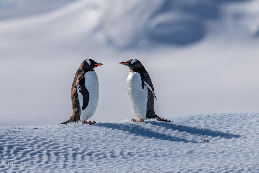 PLA28-26, Day 7, 0Q9A8749 © Martin Anstee - Oceanwide Expeditions.jpg