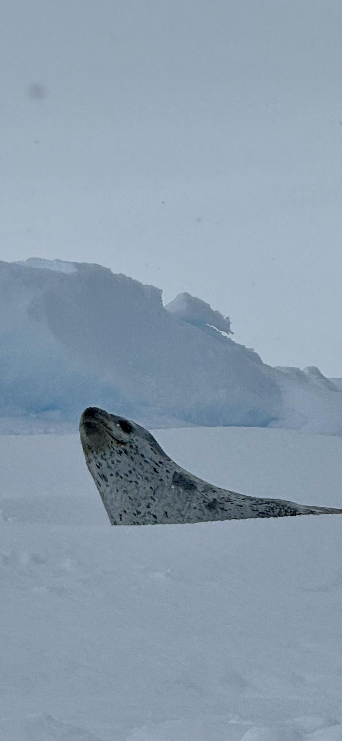 OTL29a26, Day 13, leopardseal.jpeg © Lucas Jacobson - Oceanwide Expeditions.jpeg
