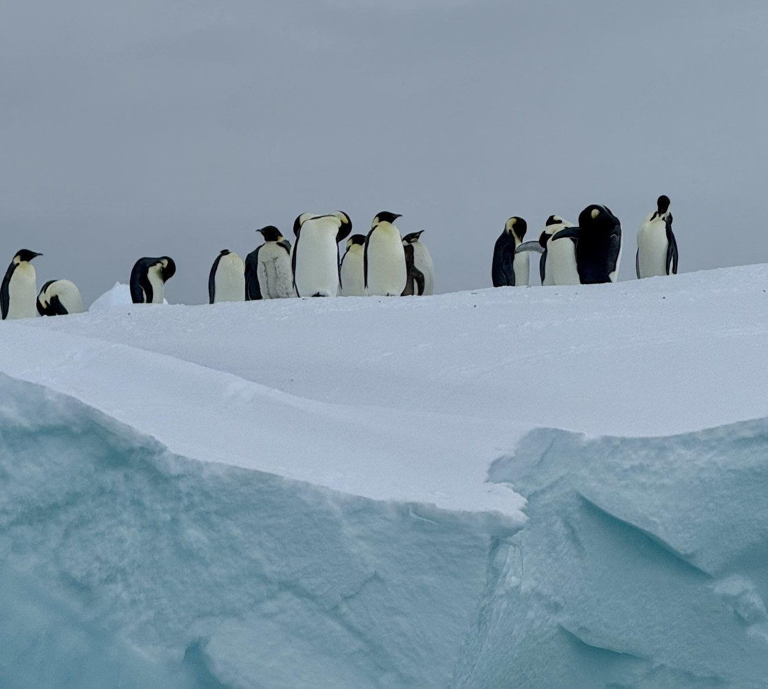 OTL29a26, Day 13, morepinguins.jpeg © Lucas Jacobson - Oceanwide Expeditions.jpeg