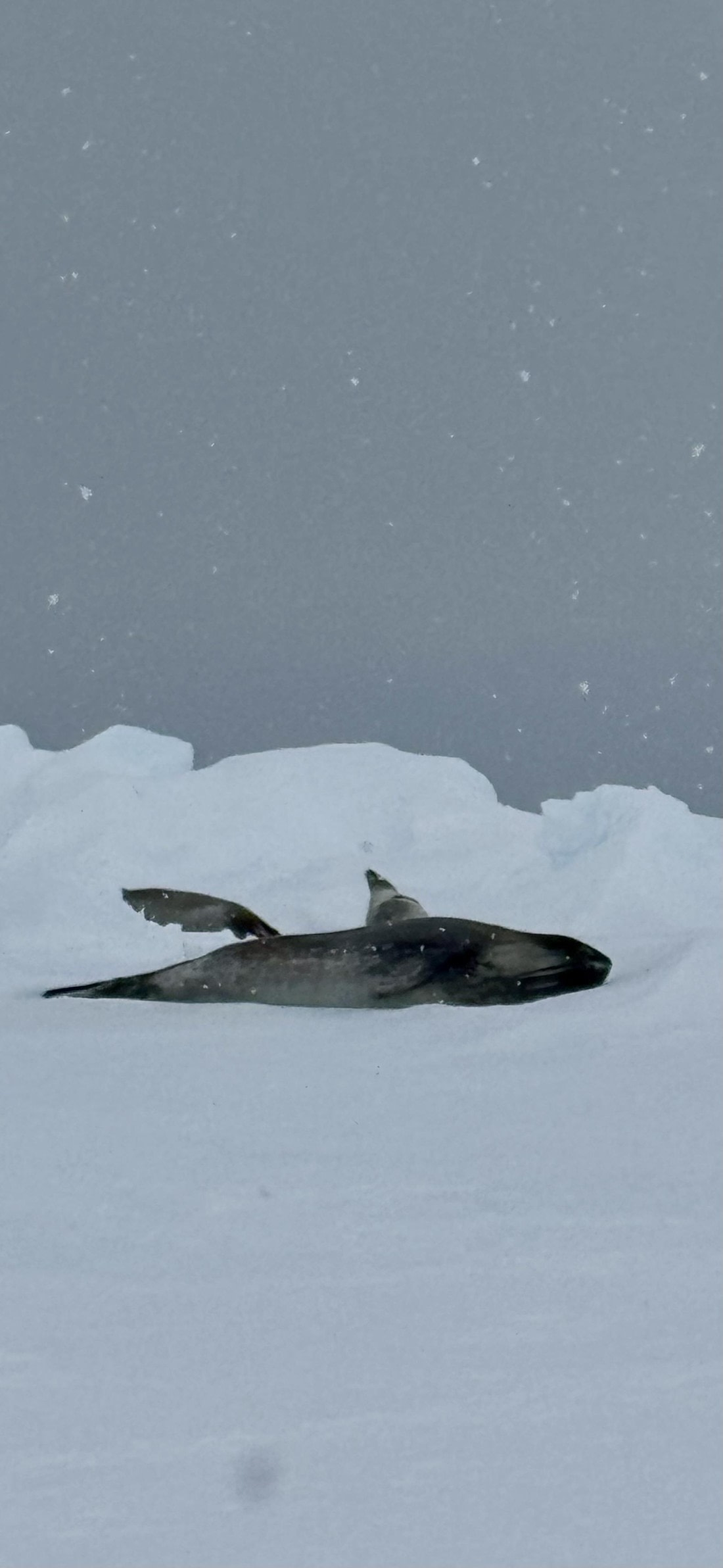 OTL29a26, Day 13, rossseal.jpeg © Lucas Jacobson - Oceanwide Expeditions.jpeg