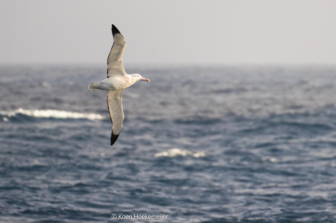 OTL29a26, Day 2, DSC_9946-Edit.jpg © Koen Hoekemeijer - Oceanwide Expeditions.jpg