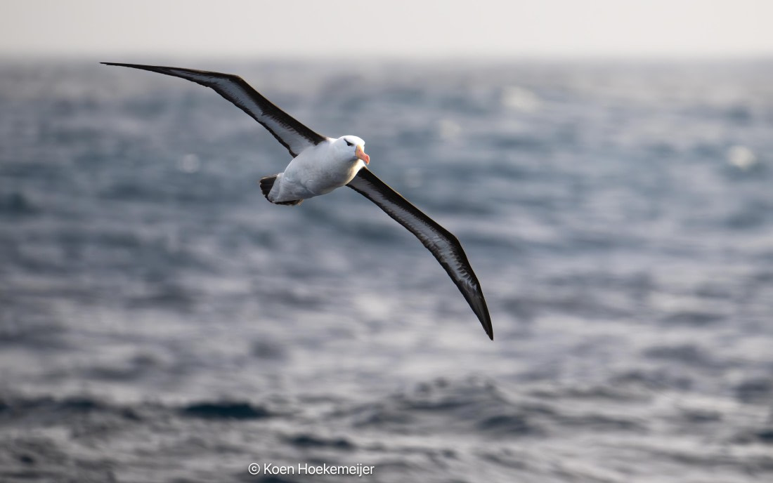 OTL29a26, Day 3, DSC_0029-Edit.jpg © Koen Hoekemeijer - Oceanwide Expeditions.jpg