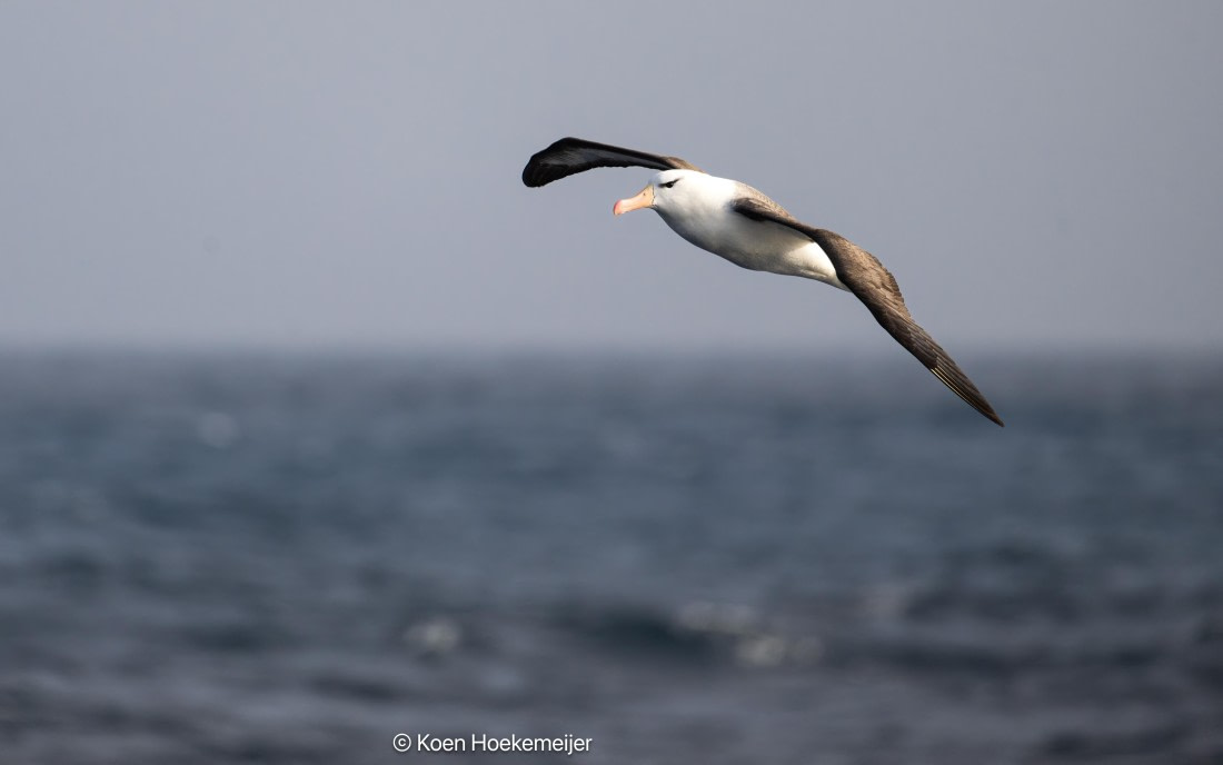 OTL29a26, Day 3, DSC_0068-Edit.jpg © Koen Hoekemeijer - Oceanwide Expeditions.jpg
