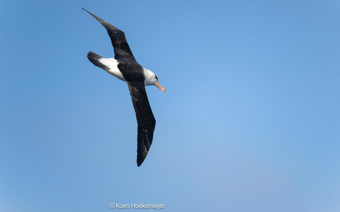OTL29a26, Day 3, DSC_9472-Edit.jpg © Koen Hoekemeijer - Oceanwide Expeditions.jpg